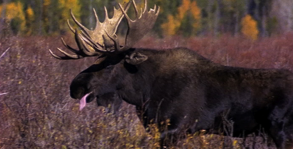 Bull Moose Charges 3 Bull Moose Charges 3