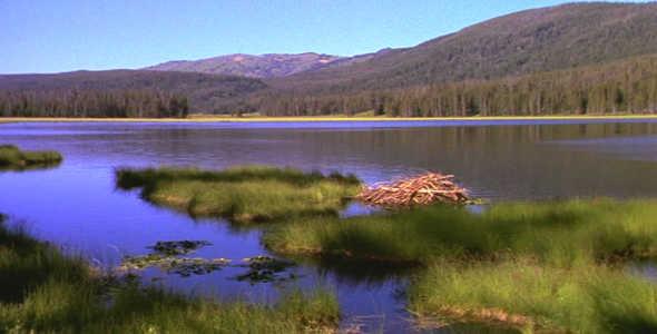 Beaver Dam in Pond 2 Beaver Dam in Pond 2