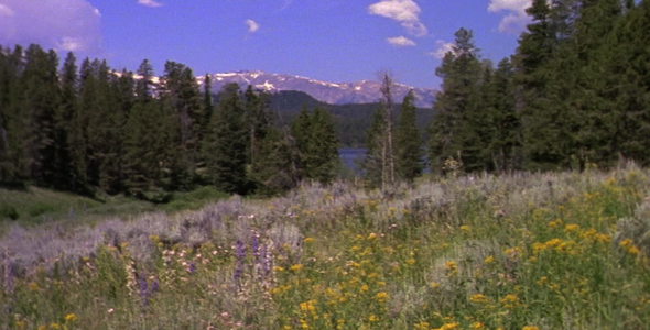 Meadow and Grand Teton 2 Meadow and Grand Teton 2