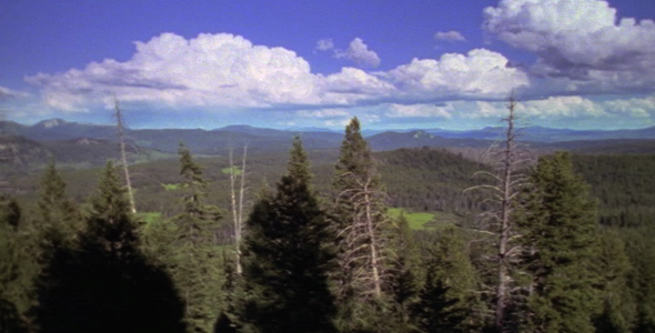 Pan L-R Forest View Pan L-R Forest View