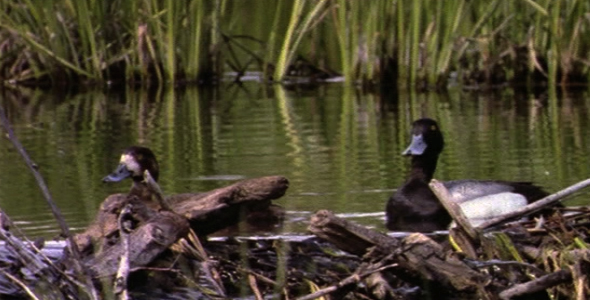 Lesser Scaups Feeding Lesser Scaups Feeding