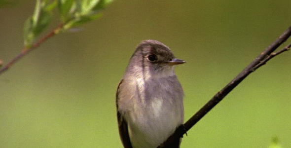 Female Ruby Crowned Kinglet Female Ruby Crowned Kinglet