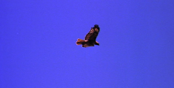 Red Tailed Hawk Soaring Red Tailed Hawk Soaring