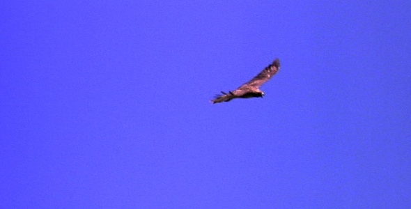 Red Tailed Hawk Soaring 3 Red Tailed Hawk Soaring 3