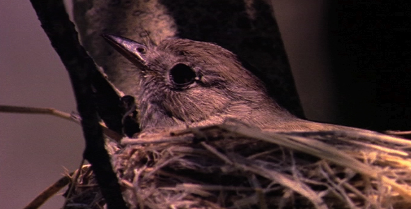 Tiny Songbird on Nest 2 Tiny Songbird on Nest 2