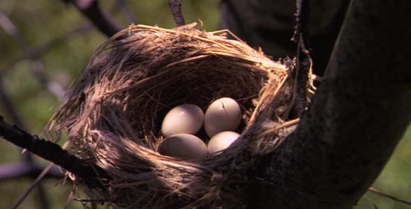 Nest With Eggs Nest With Eggs