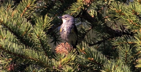 Yellow Rumped Warbler in Pine Tree 2 Yellow Rumped Warbler in Pine Tree 2
