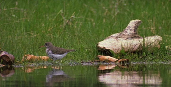 Spotted Sandpiper at Waters Edge Spotted Sandpiper at Waters Edge