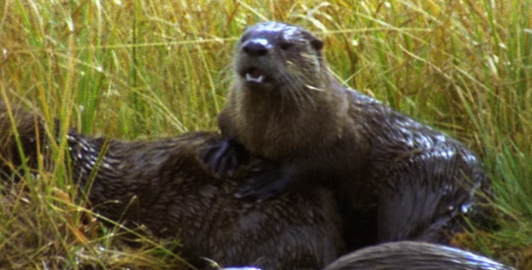 Family of Otters Family of Otters