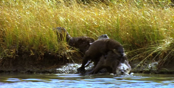 Family of Otters 2 Family of Otters 2