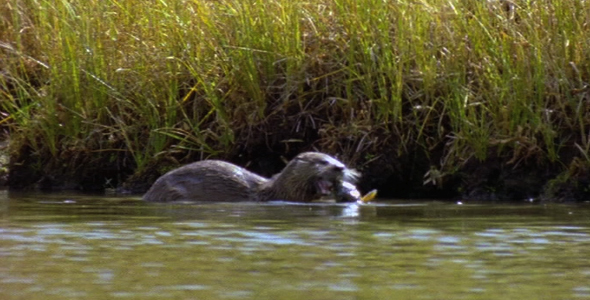 River Otter with Catch River Otter with Catch