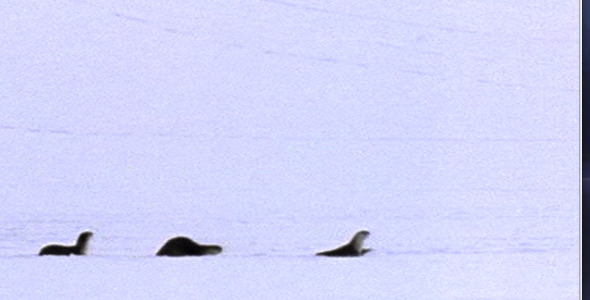 River Otters in Winter River Otters in Winter