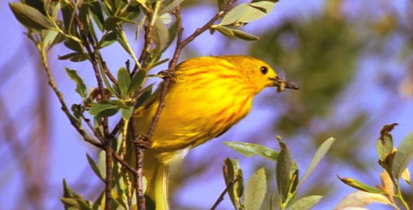 Yellow Warbler With Insect 2 Yellow Warbler With Insect 2