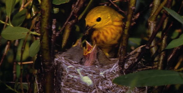 Warbler Feeding Chicks in Nest 2 Warbler Feeding Chicks in Nest 2