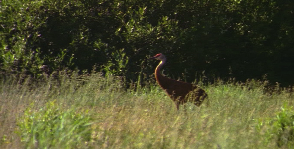 Sandhill Crane Sandhill Crane