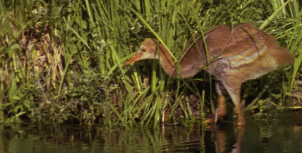 Young Sandhill Crane with Parent Young Sandhill Crane with Parent