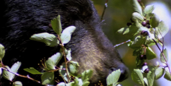 Black Bear Eating Berries 3 Black Bear Eating Berries 3
