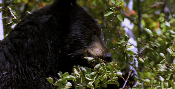 Black Bear Eating Berries 4 Black Bear Eating Berries 4