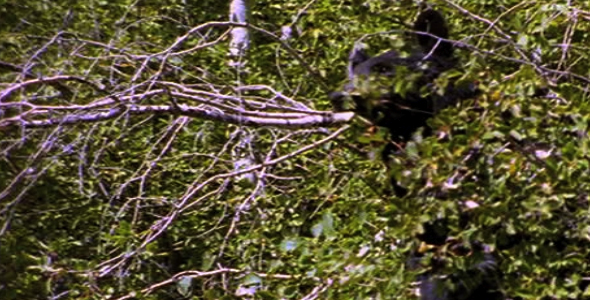 Black Bears in Trees Black Bears in Trees