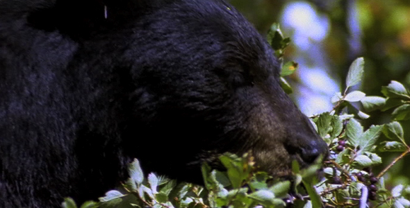 Black Bear Eating Berries 6 Black Bear Eating Berries 6