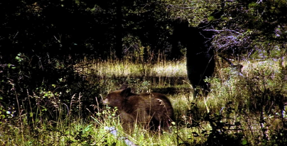 Two Bears in the Forest Two Bears in the Forest