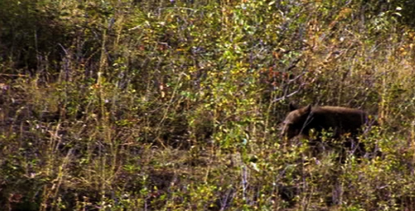 Black Bear Cub Black Bear Cub