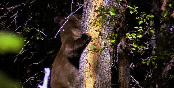 Bear Climbing Down Tree Bear Climbing Down Tree