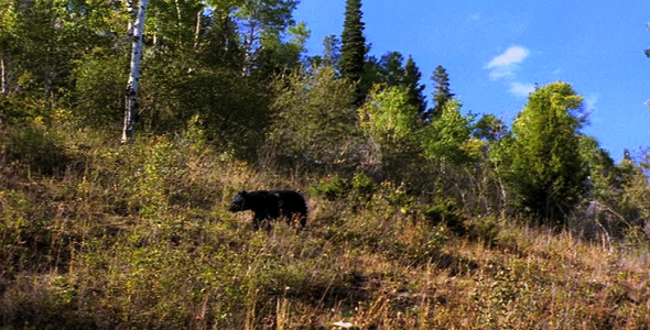 Black Bear Walking 2 Black Bear Walking 2