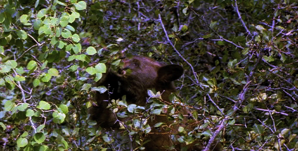 Bear Cub Eating Berries Bear Cub Eating Berries