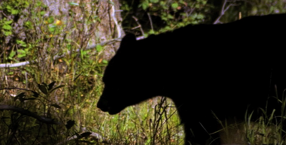 Profile of Adult Black Bear 2 Profile of Adult Black Bear 2