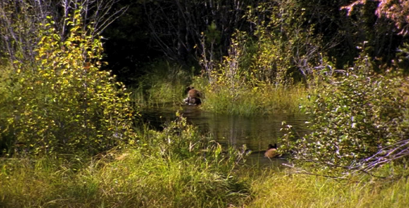 Two Bears Cross a Marsh Two Bears Cross a Marsh