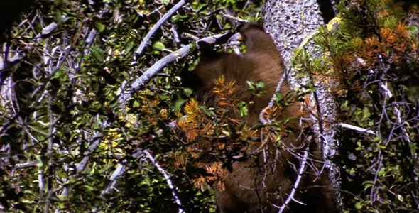 Bear Cub in Tree 2 Bear Cub in Tree 2