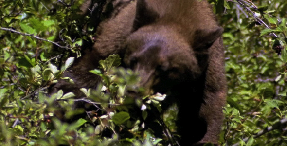 Bear in a Tree Eating Berries 2 Bear in a Tree Eating Berries 2