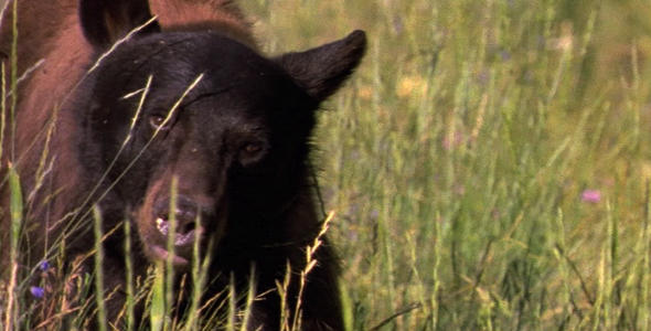Close up of Black Bear Close up of Black Bear