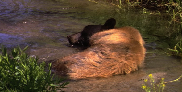 Black Bear Cooling off in Stream 2 Black Bear Cooling off in Stream 2