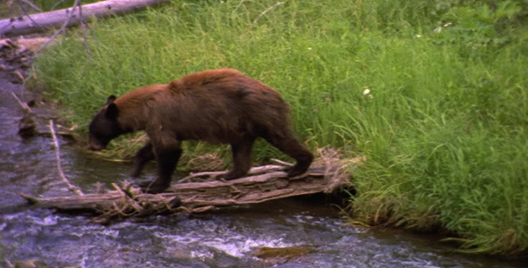 Black Bear Wanders Over Stream Black Bear Wanders Over Stream