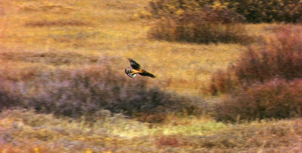 Hawk Flying Over Meadow Hawk Flying Over Meadow