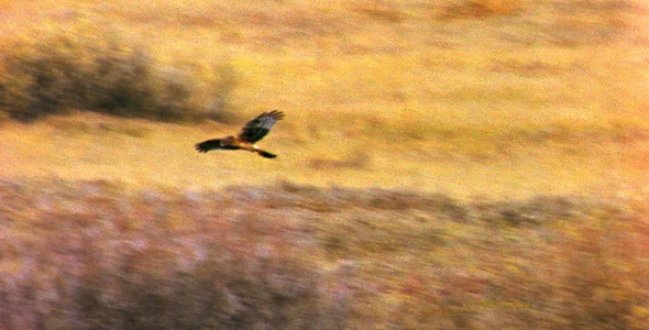 Hawk Hunting for Food Hawk Hunting for Food