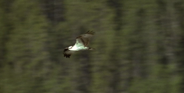 Osprey Flying Over Pond Osprey Flying Over Pond