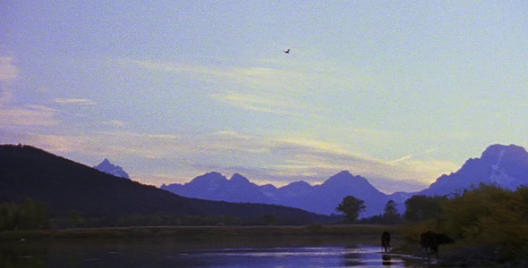 Moose with Osprey Overhead Moose with Osprey Overhead