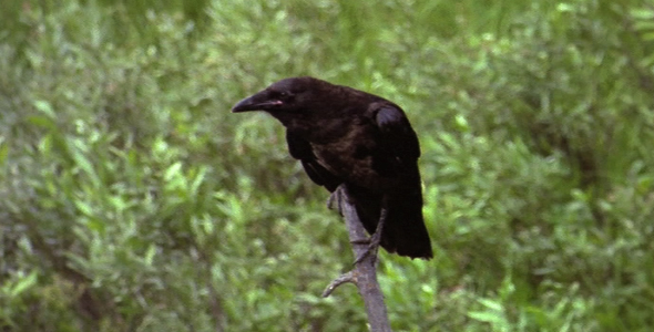 Raven Perched on Stick Raven Perched on Stick