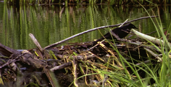 Brewer s Blackbird on Beaver Dam Brewer s Blackbird on Beaver Dam