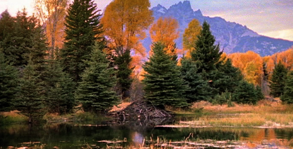 Beaver Dam Beaver Dam