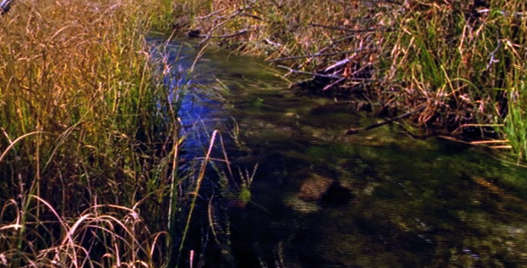Clear Stream Clear Stream
