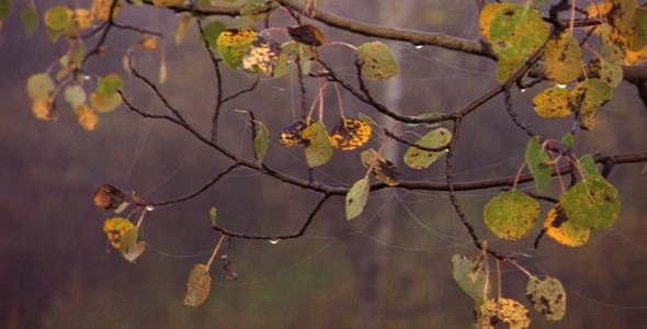 Spiderwebs and Dew Spiderwebs and Dew