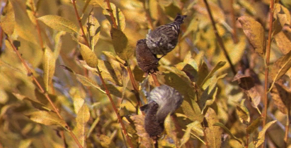 Finch on Dried Branch 2 Finch on Dried Branch 2