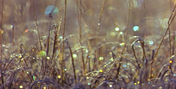 Frost Glinting on Grass Frost Glinting on Grass