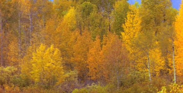 Quaking Aspens in the Fall Quaking Aspens in the Fall