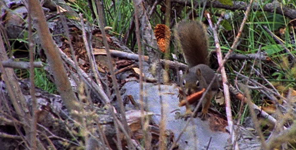 Squirrel With Mushroom Squirrel With Mushroom