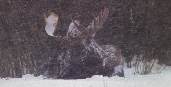 Bull Moose in Blizzard Bull Moose in Blizzard